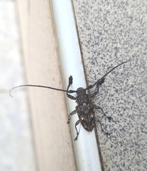 Steirastoma histrionicum