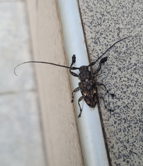 Steirastoma histrionicum