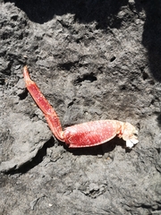 Grapsus adscensionis