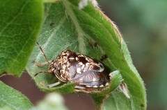 Menida dubia