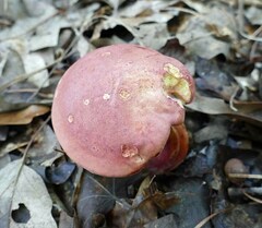 Lanmaoa pallidorosea