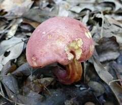 Lanmaoa pallidorosea