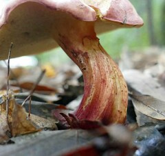 Lanmaoa pallidorosea