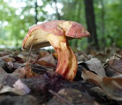 Lanmaoa pallidorosea