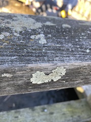 Flavoparmelia baltimorensis