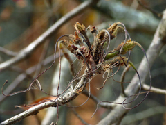 Rhododendron calendulaceum