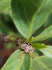 Menida dubia