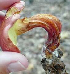 Lanmaoa pallidorosea