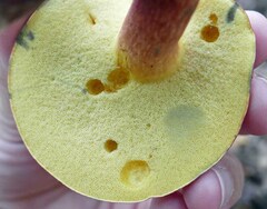 Lanmaoa pallidorosea