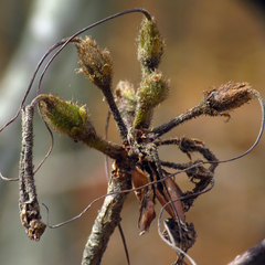 Rhododendron calendulaceum