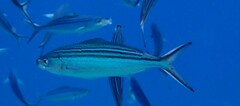 Caesio striata