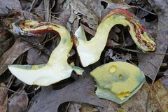 Lanmaoa pallidorosea