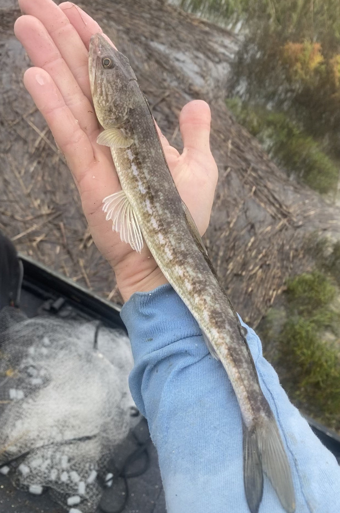 Inshore Lizardfish from Mount Pleasant Outside Highway, Awendaw, SC, US