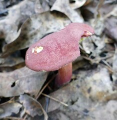 Lanmaoa pallidorosea