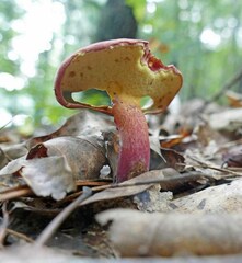 Lanmaoa pallidorosea