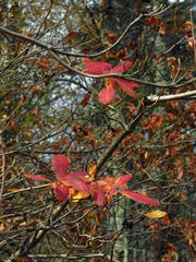 Rhododendron calendulaceum