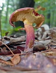 Lanmaoa pallidorosea