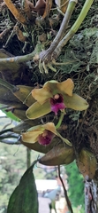 Bifrenaria inodora