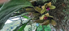 Bifrenaria inodora
