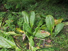 Lysichiton camtschatcensis