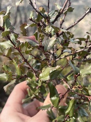 Rhamnus ilicifolia