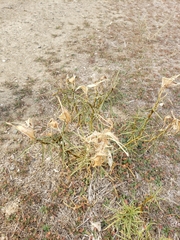Asclepias fascicularis