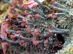 Cladonia peziziformis