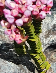 Sonderothamnus petraeus