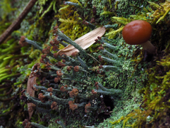 Cladonia peziziformis