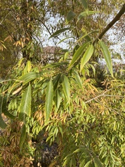 Populus angustifolia