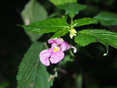 Impatiens textorii