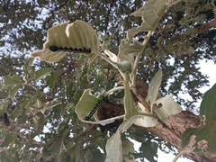 Acronyctodes mexicanaria