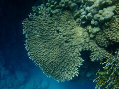 Acropora pharaonis