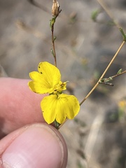 Calycadenia truncata