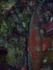 Cephalopholis miniata