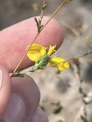 Calycadenia truncata