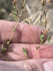 Calycadenia truncata