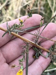 Calycadenia truncata