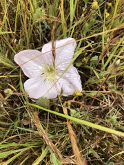Oenothera acaulis