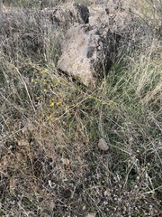 Calycadenia truncata