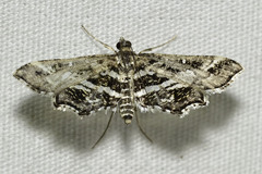 Diasemiopsis leodocusalis