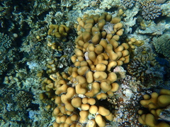 Goniastrea stelligera