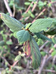 Ceanothus integerrimus