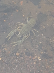 Pontastacus leptodactylus