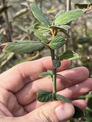 Ceanothus integerrimus