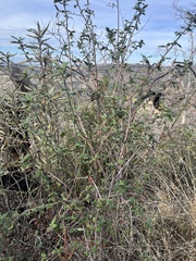 Ceanothus integerrimus