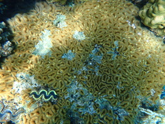 Lobophyllia corymbosa