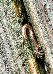 Blaniulus guttulatus