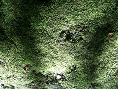 Claopodium whippleanum