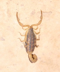 Centruroides ornatus